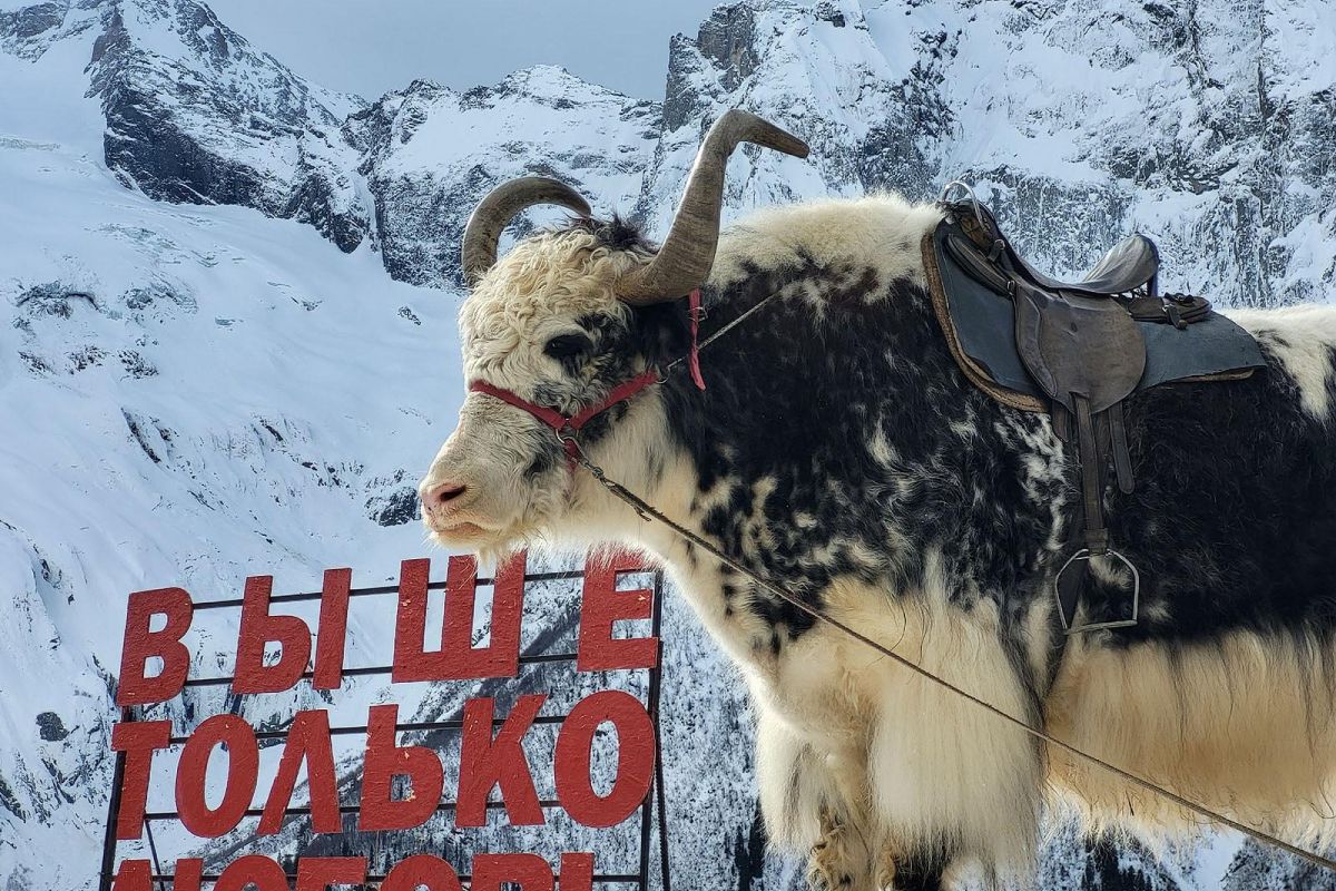 Домбай "Снежная сказка" | 2 дня